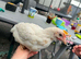 Amber link hen