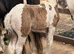 Mare and foal