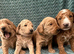 Sunning littler of Australian Double Doodles from Health screened parents