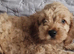 Miniature Goldendoodle puppies ready now
