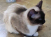 Stunning girls looking for retirement homes