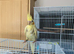 Handreared young cockatiel £60