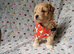 Gorgeous tiny maltipoo puppies