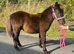 Registered standard Shetland colt