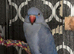 Jewel the Indian ringneck