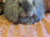 Mini lop