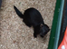 Black ferret pair for sale