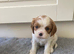 Lovely litter of KC reg blenheim/ruby cavalier pups from health tested parents