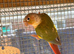 Conures x2