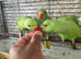 Handreared Indian Ringneck’s