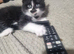 2 cute kittens