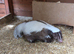 SKUNK KITS FOR SALE