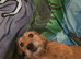 Patterdale terrier