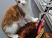 Kittens for sale