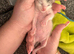 Mum and 2 kittens