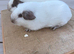 Pure bred California & self black baby male guinea pigs