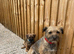 KC BORDER TERRIER
