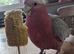 Male Galah 18 months old