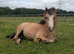 Little dun filly