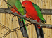 Australian King-Parrot