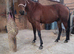 For sale or full loan to move yards with contract in place