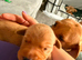 Stunning KC registered lab puppies.