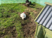 Wanted chicken coop& chickens