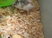 Make hamster