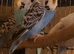 1 pair of budgies left