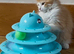 Gorgeous Siberian cross kittens ready to leave now
