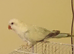 White &blue male quaker semi tame