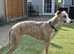 Stunning Blue Brindle Whippet Stud