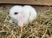 Gorgeous pure Mini lops