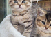 Chinchillas Scottish fold kittens