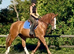 Stunning 16.2 4 yr old Chestnut ID mare