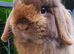Baby lops available now