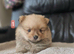 6 beautifull pomeranian baby's