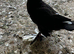 I have three pair fancy Pigeon very nice birds