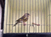 Mutation greenfinches