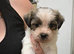 Shih tru cross jack russell puppys