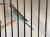 Budgies split blackwing