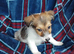 Beautiful Jack russell pups for sale