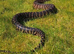 Two female carpet pythons