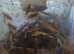 Drosophilia D. Hydei - Flightless Fruit Flies - Part Used Culture