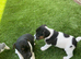 Miniature Jack Russell puppies deposit secures puppy of your choice