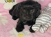 Black Beautiful Girls Yorkshire Terrier – Ready August