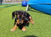 6 chiweenie pups
