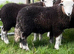 Herdwick tup lambs