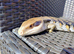 Eastern Blue Tongue Skink