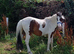 2 year old beautiful pony PATCH